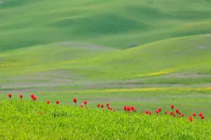 Tulips: Wild red Tulips (Tulipa) flower in green field