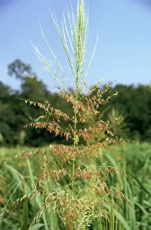 Palustris: Wild Rice