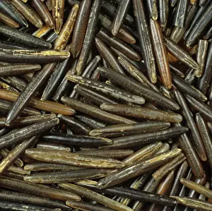 Grains: Wild Rice