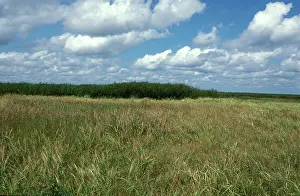Floodplains: Wild rice (native) and Mimosa pigra (Oryza rufipogon