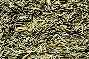 Oryza: Wild Rice (Zizania aquatica)