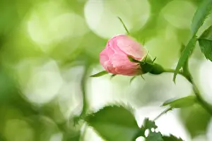 Rosae: Wild Rose