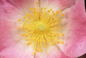 Filaments: Wild Rose Flower - close-up of centre