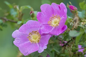 Nootka: Wild Rose or Nootka Rose (Rosa nutkana). Common