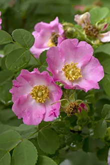 Faded: Wild rose (Rosa multibracteata)