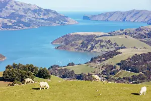 Banks: Wild sheep on the Banks Peninsula near Akaroa in C
