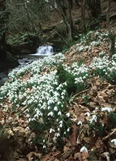 Kingdon: WILD SNOWDROPS