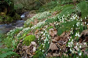 Exmoor: Wild Snowdrops - in a valley near Timberscombe on Exmoor