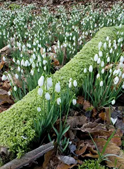 Exmoor: Wild Snowdrops - in a valley near Timberscombe on Exmoor