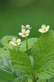 Strawberries: Wild Strawberries / Woodland / European Strawberry