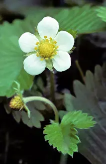 Strawberries: Wild Strawberry