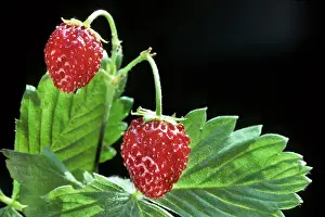 Strawberries: Wild Strawberry