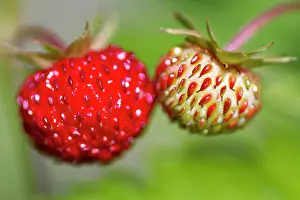 Fragaria: Wild Strawberry