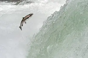 Steelhead: Wild Summer Steelhead Salmon (Oncorhychus mykiss)