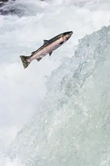 Steelhead: Wild Summer Steelhead Salmon (Oncorhychus mykiss)
