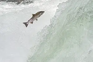 Migrate: Wild Summer Steelhead Salmon (Oncorhychus mykiss)
