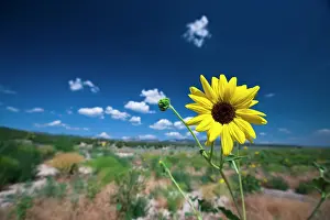 Scrub: A wild sunflower stands above the southwest