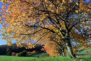 Avium: Wild Sweet Cherry Trees / Gean - In autumn colour