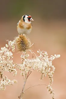 Perching: Wild Teasel