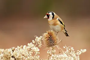 Perching: Wild Teasel