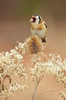 Perching: Wild Teasel