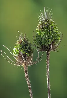 Seedlings: Wild teasel, Dipsacus fullonum, with its seeds g