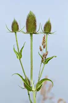 Fullonum: Wild Teasel plant