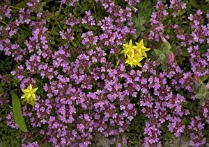 Thyme: Wild Thyme