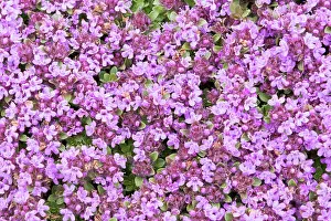 Arcticus: Wild Thyme