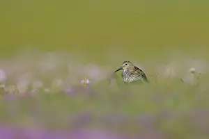 Thyme: Wild Thyme