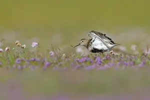 Thyme: Wild Thyme