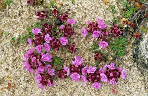 Thyme: Wild THYME on sand dunes