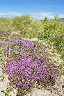 Thyme: Wild Thyme in sand dunes - in Summer