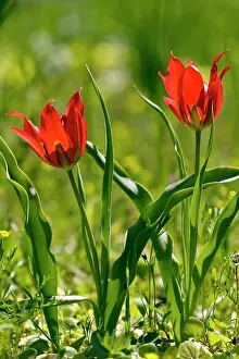 Geophyte: Wild tulip - in cornfield