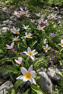 Geophyte: Wild Tulips