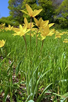 Masse: Wild tulips - en masse in cornfield