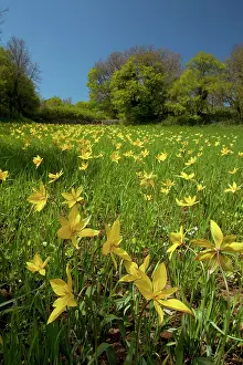 Masse: Wild Tulips - en masse in cornfield