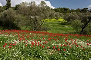 Mayweed: Wild Tulips - and Mayweed