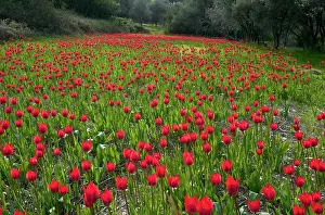 Ploughed: Wild Tulips - in ploughed field among olive groves
