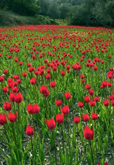 Ploughed: Wild Tulips - in ploughed field among olive groves
