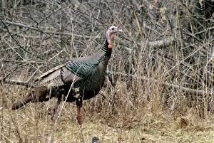Lisa Svedberg: Wild Turkey