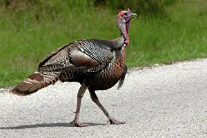 Intermedia: Wild Turkey