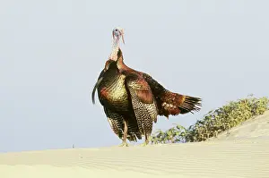 Cumberland: Wild Turkey