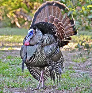 Gobbler: Wild Turkey