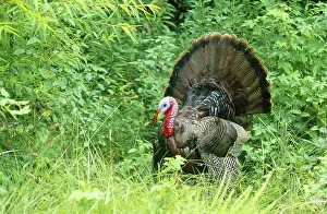 Toms: Wild Turkey