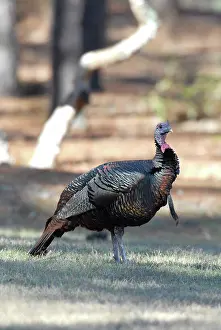 Myrtle: Wild Turkey