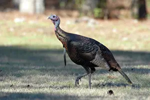 Myrtle: Wild Turkey