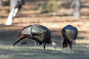 Myrtle: Wild Turkey