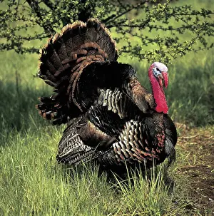 Gobbler: Wild Turkey