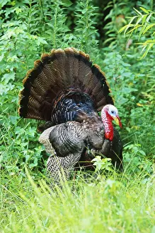 Gobbler: Wild Turkey
